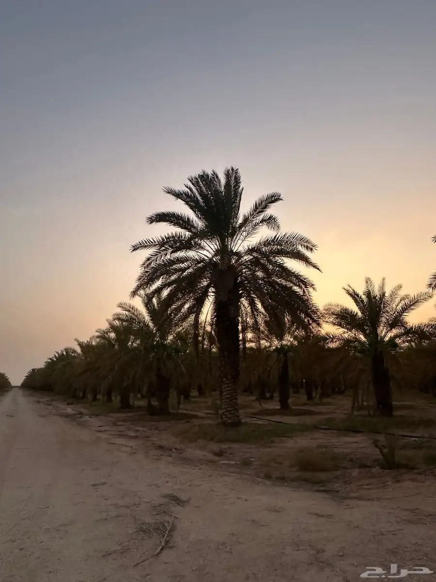 تمر خلاص 3