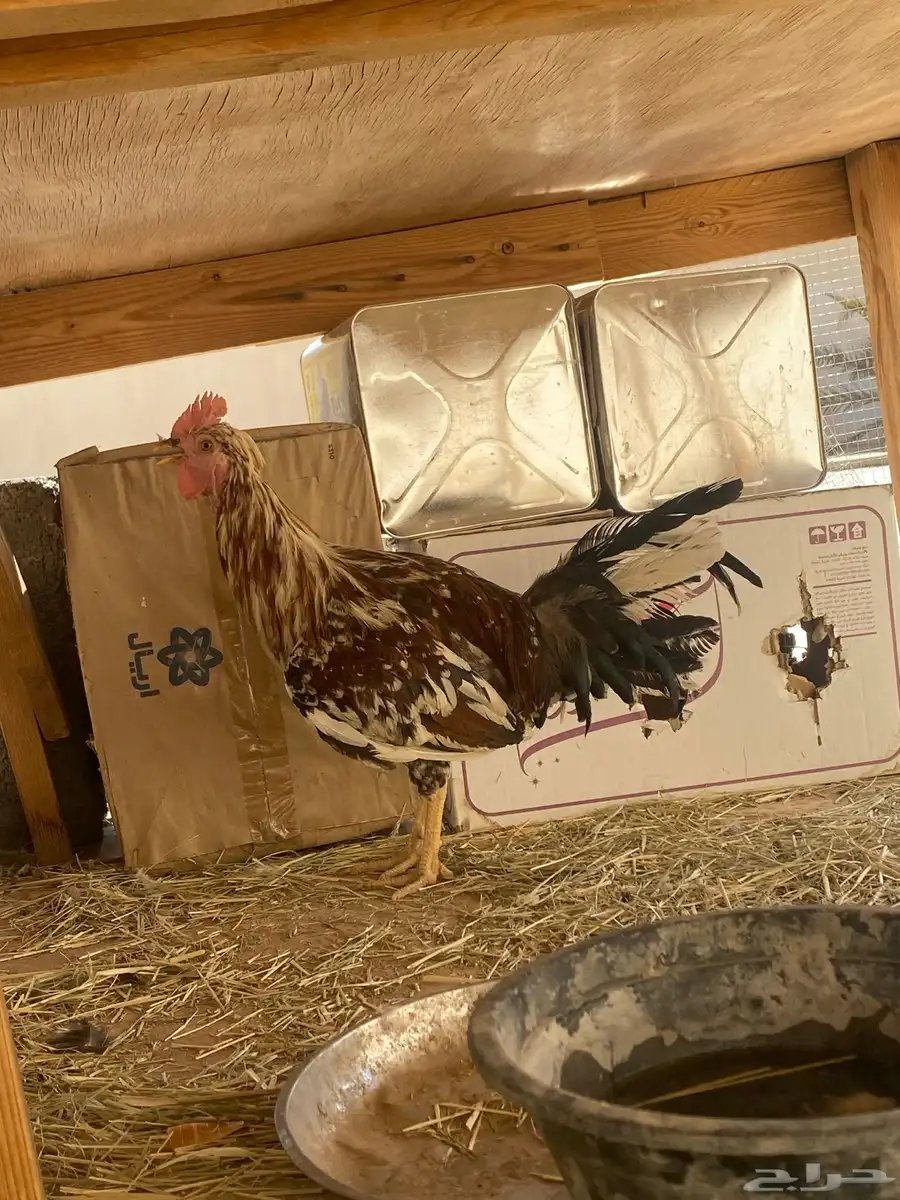ديك ماكنتوش اصيل دمه حار 1