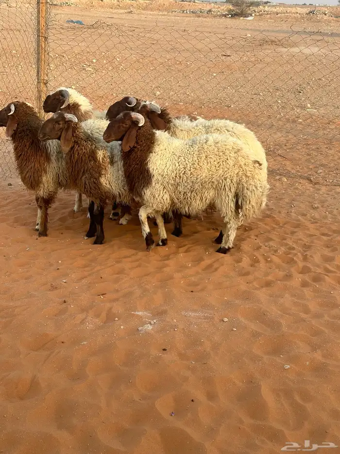 خرفان نعيم جبر 0