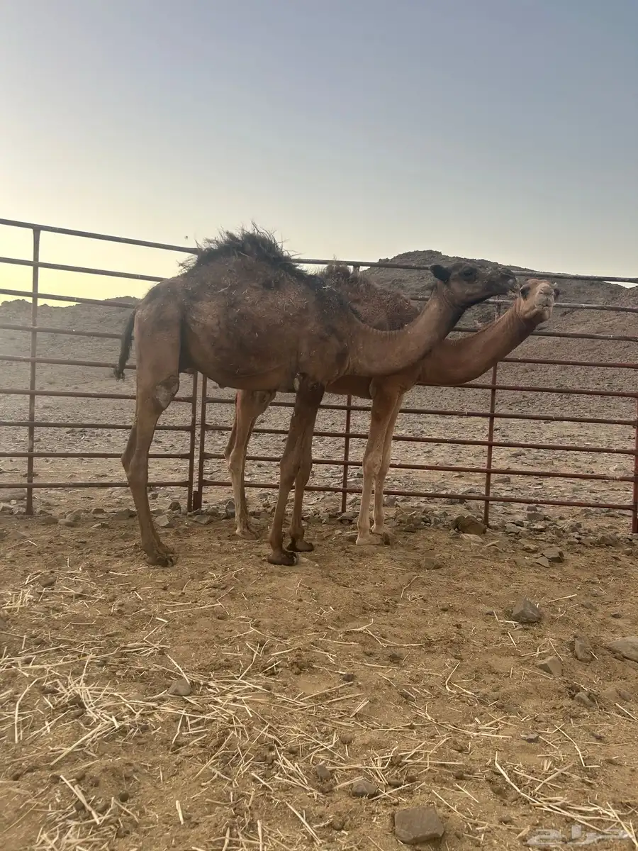 قعدان وبكار للبيع جمله العمر سنه و5شهور 1