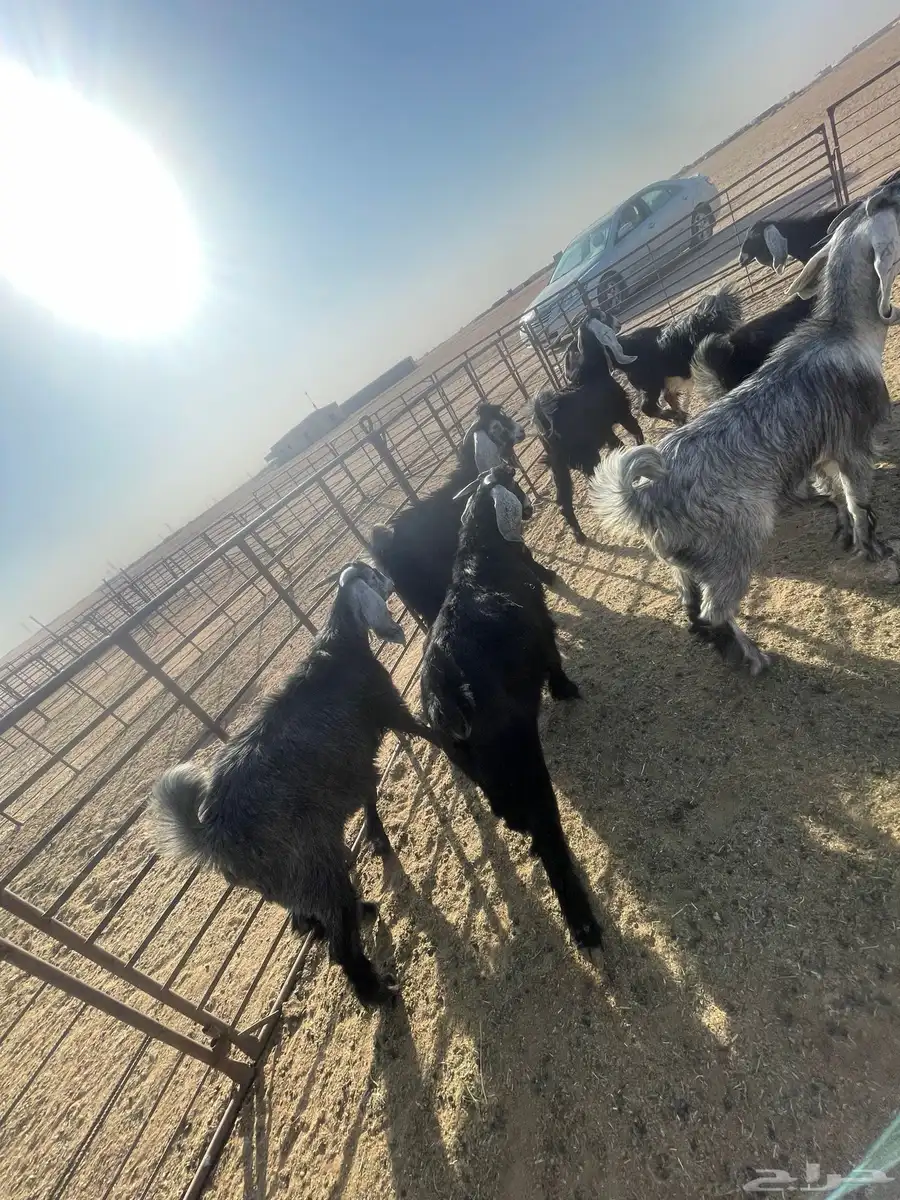 تيوس جفار بلدي وشي كفو 8