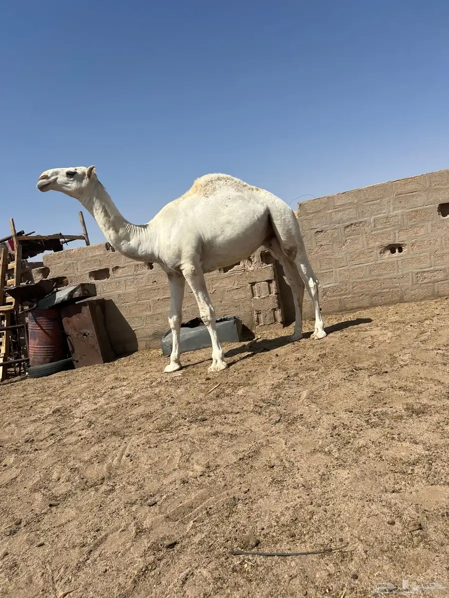 قعود اوضح طيب 1