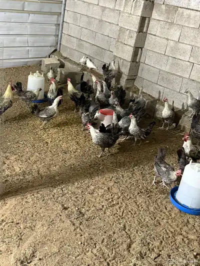 بيض فيومي شبابي و غولد 4