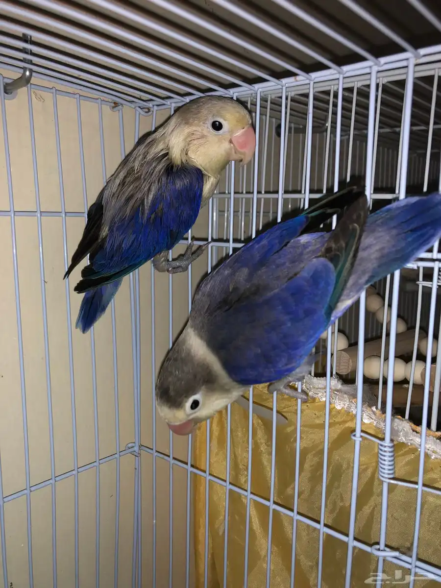 جوز منتج 7