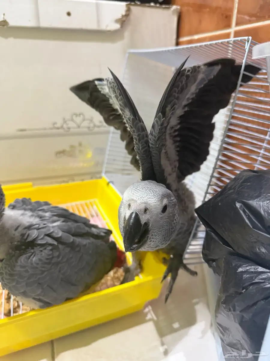 فرخ كاسكو انتاج محلي 5