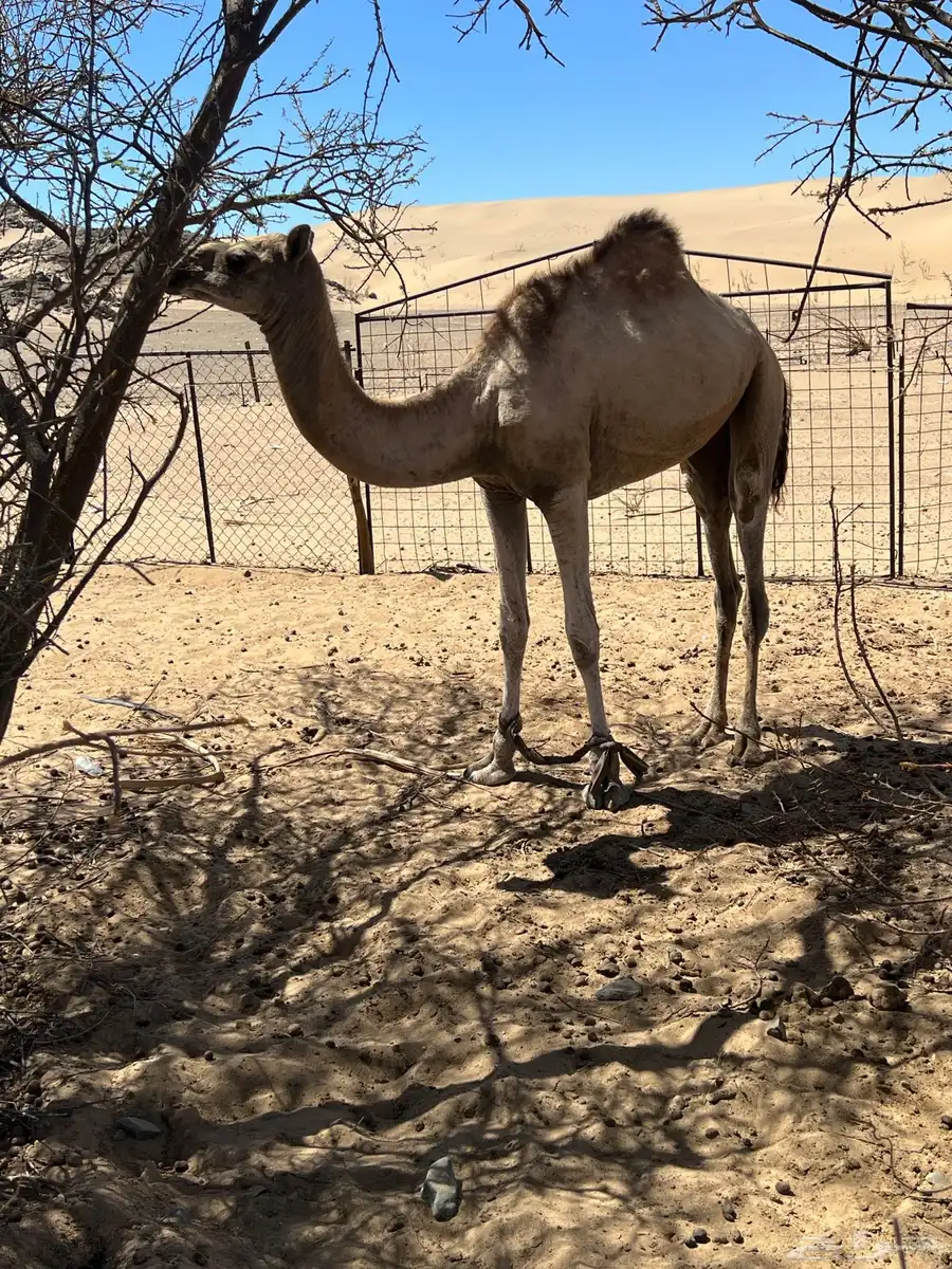 بكره لبنيه عيبها فيها جرب 1