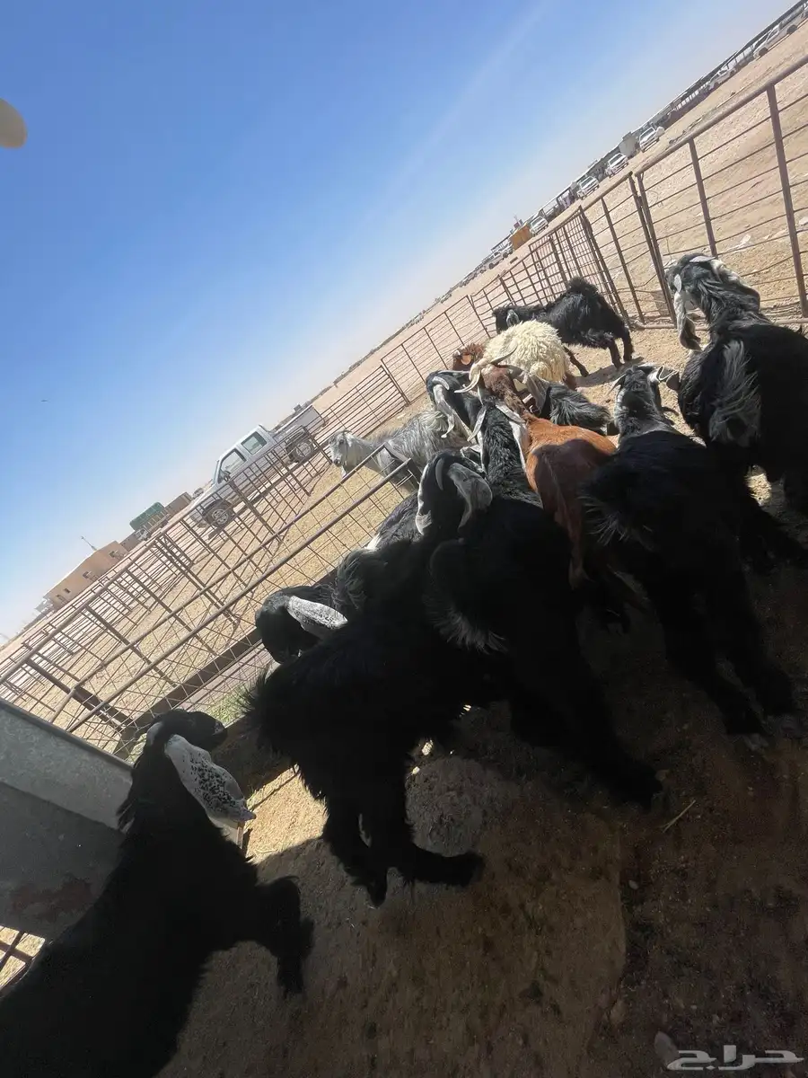 تيوس جفار بلدي وشي كفو 1