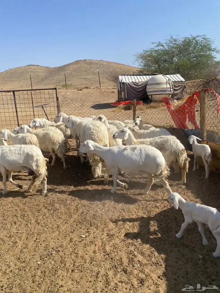 غنم خلفات تم البيع 0