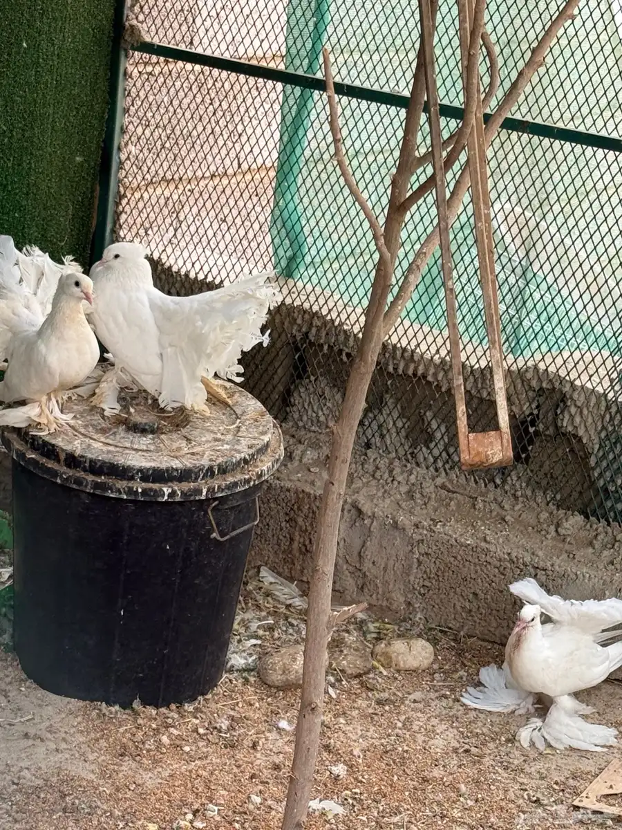 9 طيور بادجي وزوج حمام رقاص 1