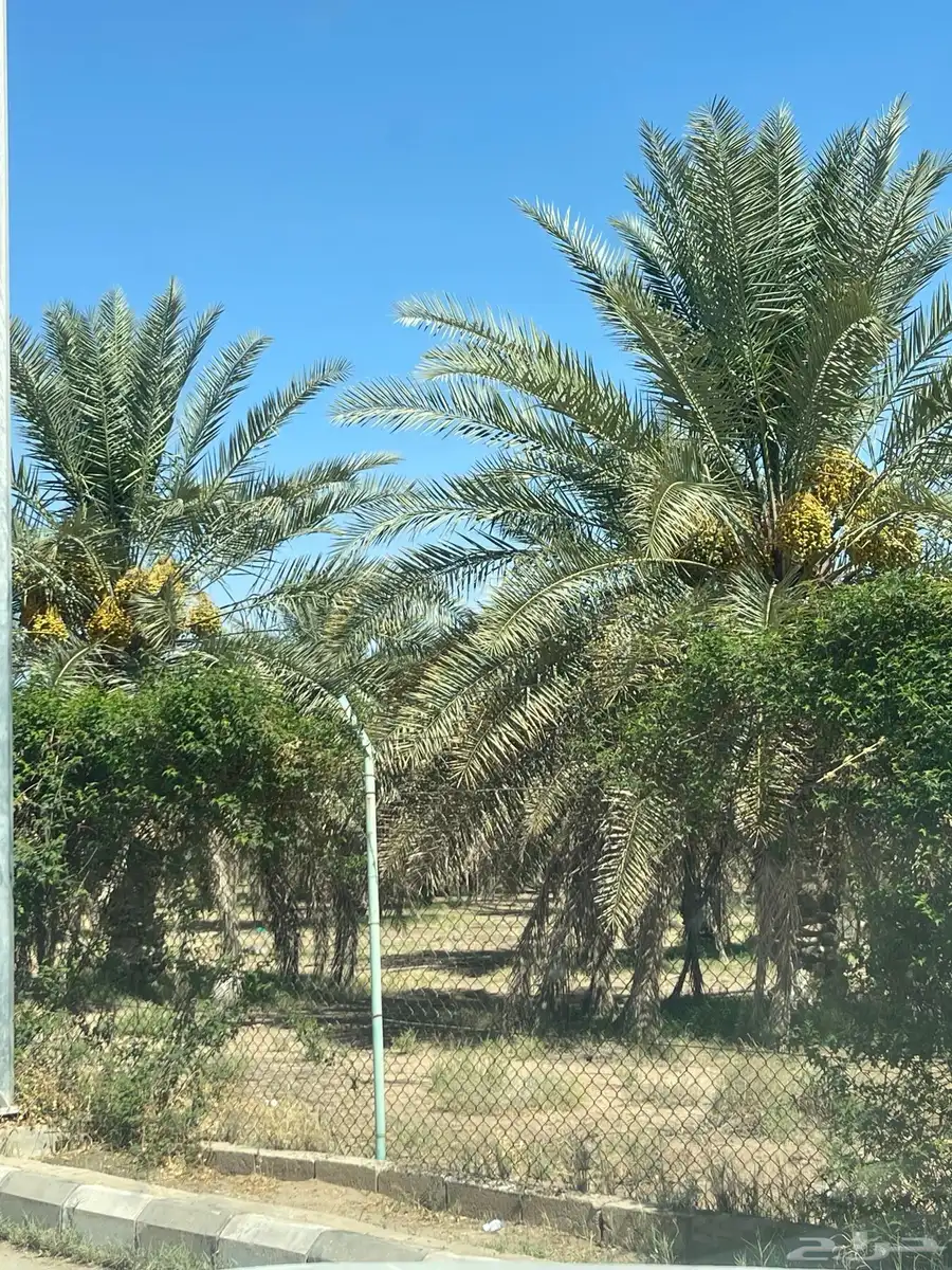 نخل خلاص ( ثمره ) 1