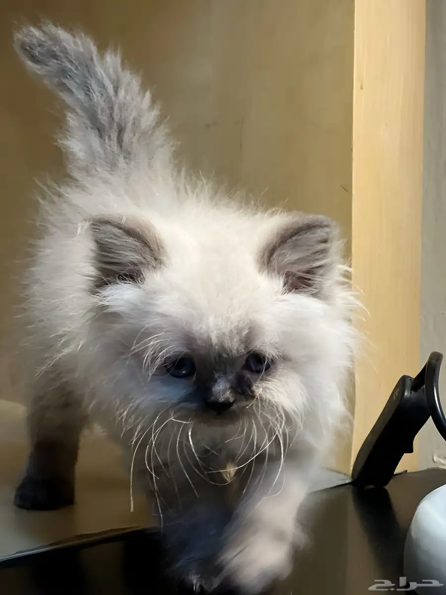 Himalyan Blue Point Kitten 2