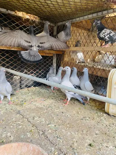 للبيع 10 ازواج طبات زواجل 3
