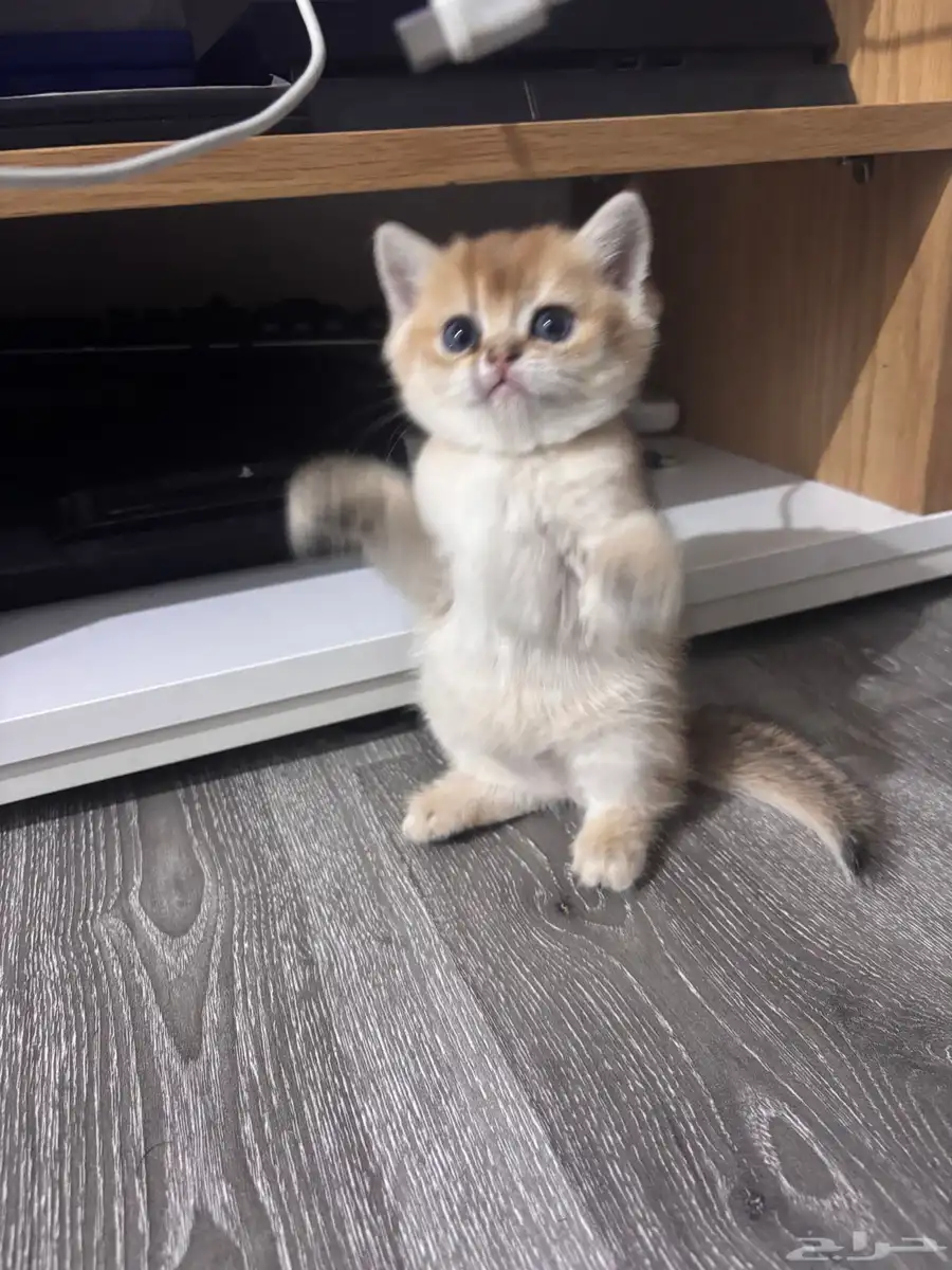 قطط سكوتش 0