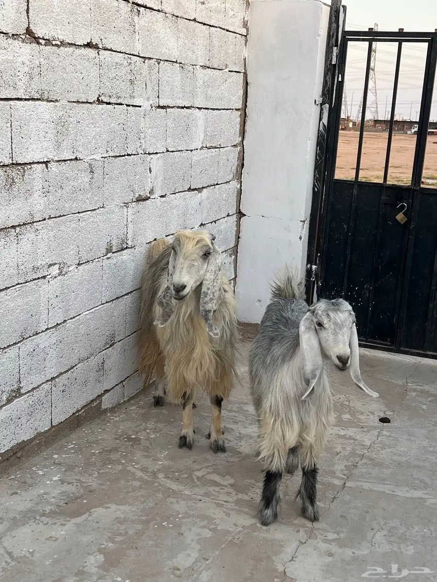 معزا متاويم 6