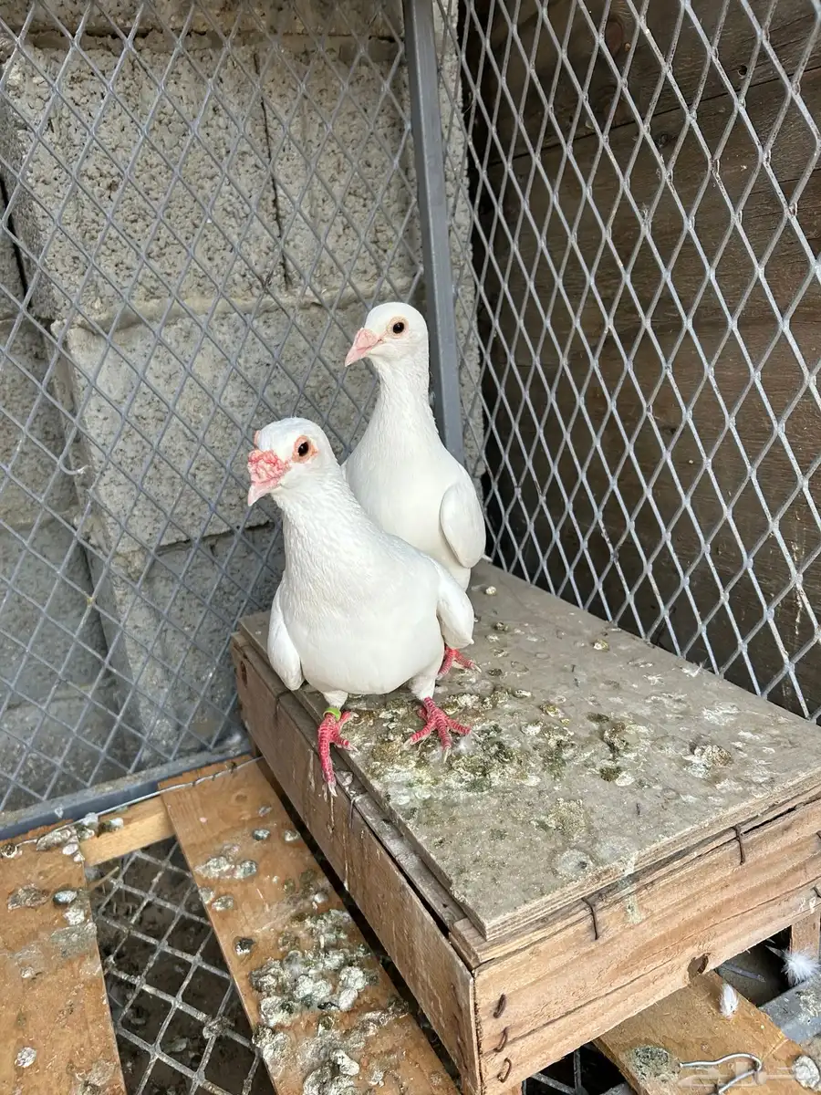 زاجل سباق 1