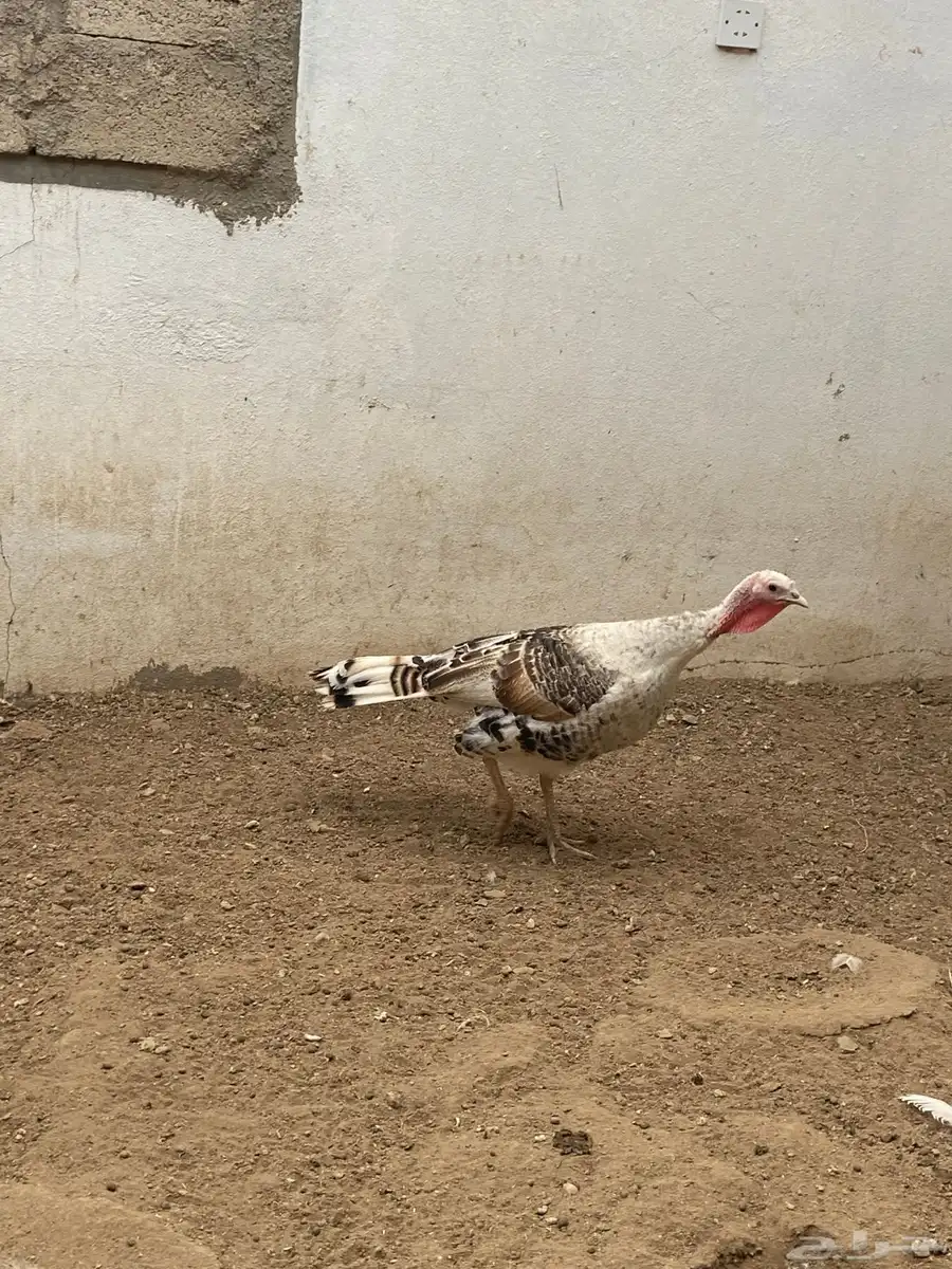 دجاج رومي   فراشه 16