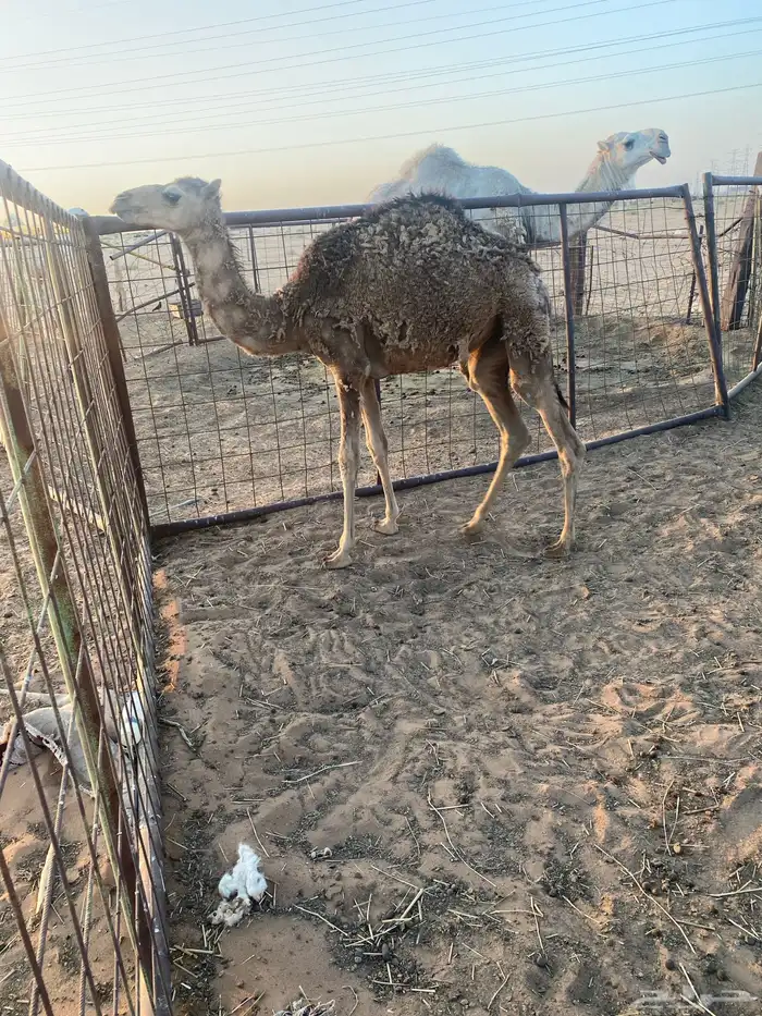 مفروده صفراء للبيع 2