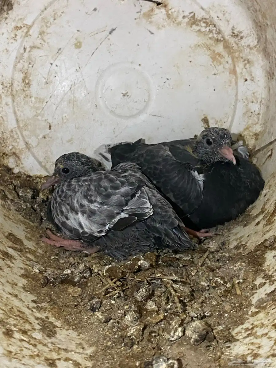 طبات باكستاني 30