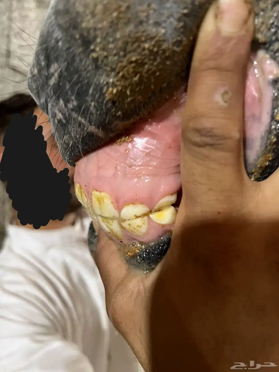 فرس شعبيه فاخره ماشاءالله تبارك الله 6