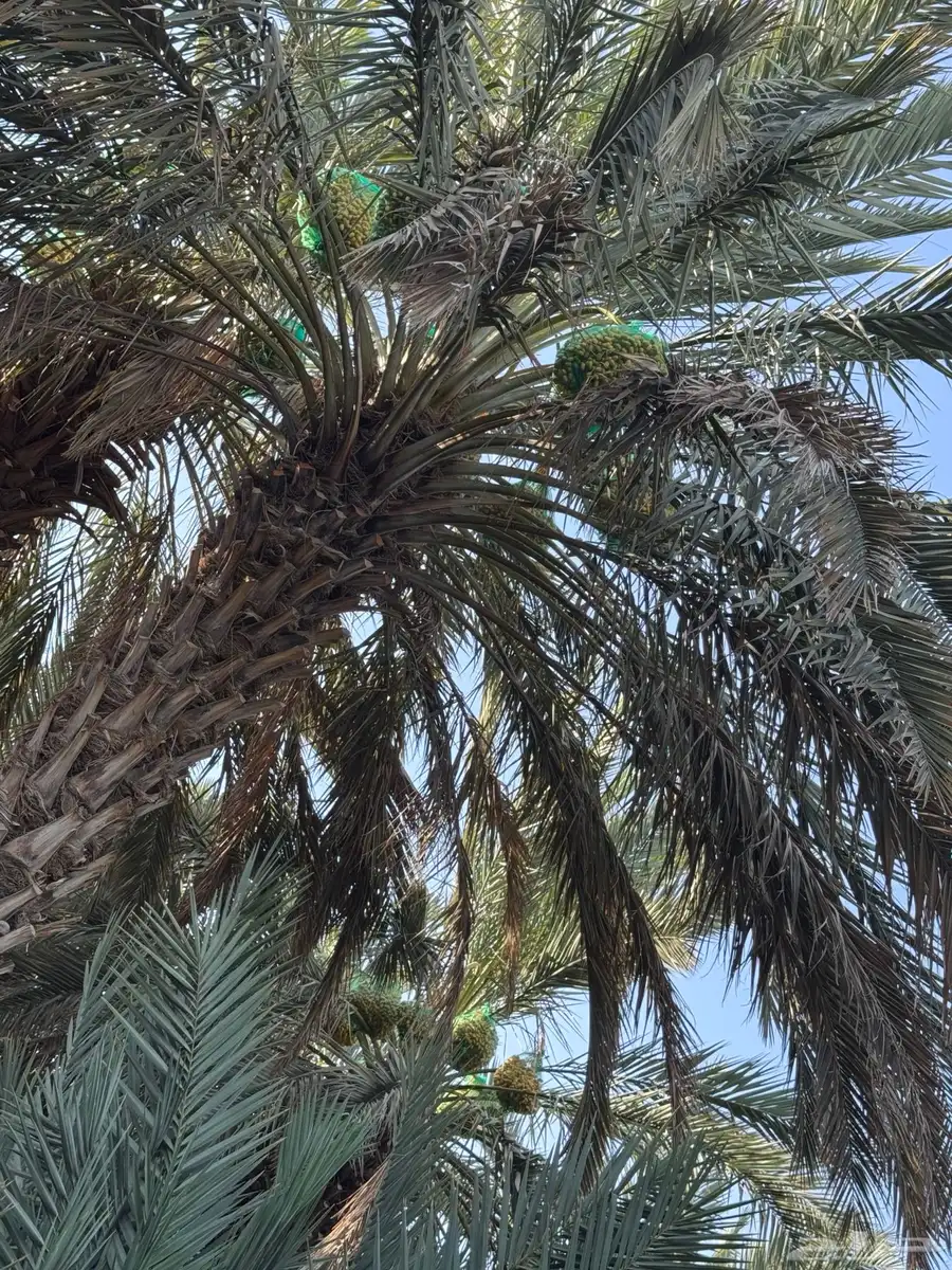 للبيع محصول تمور مزرعه كامل 2