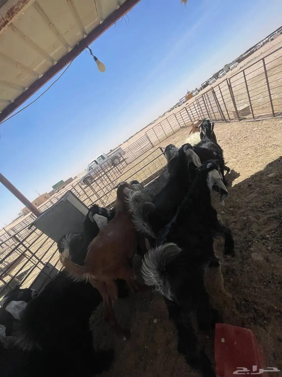 تيوس جفار بلدي وشي كفو 2