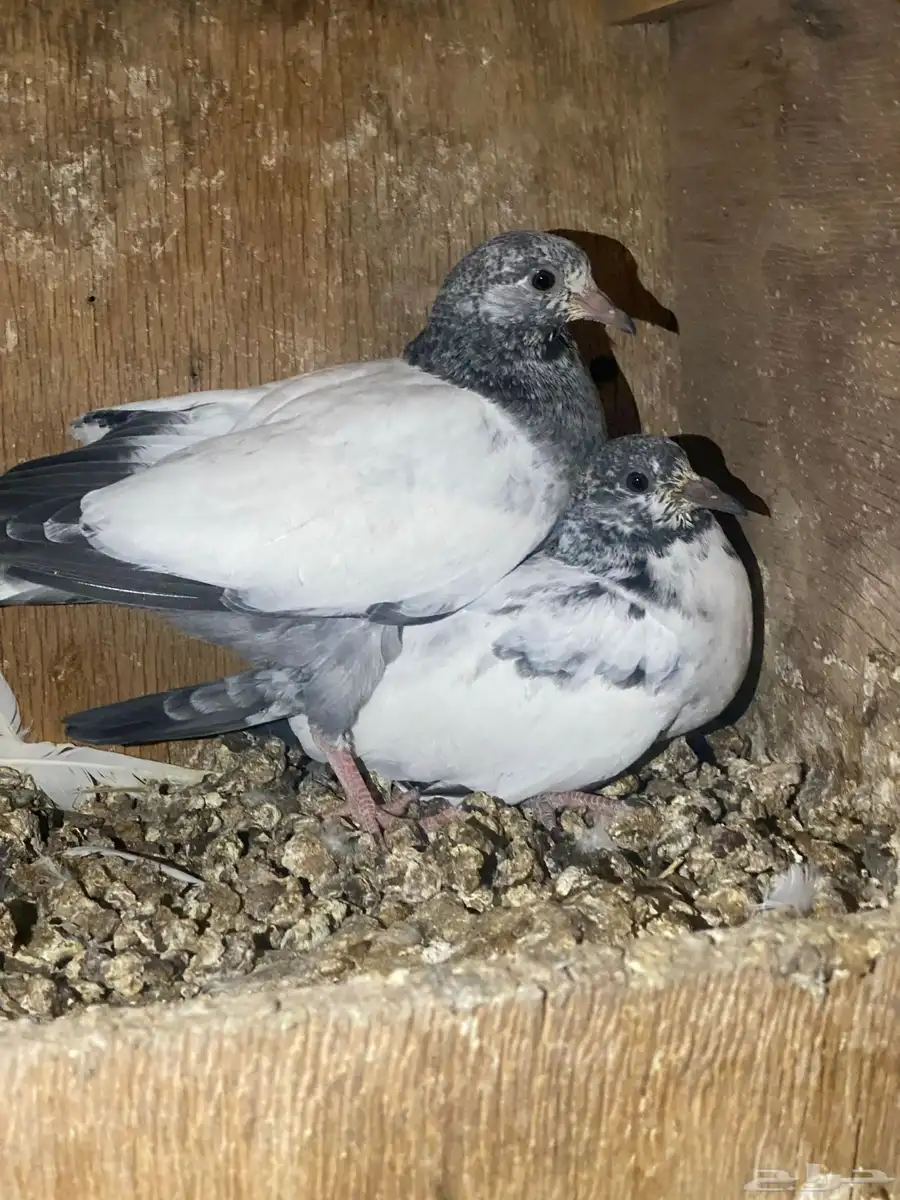 طبات باكستاني 34