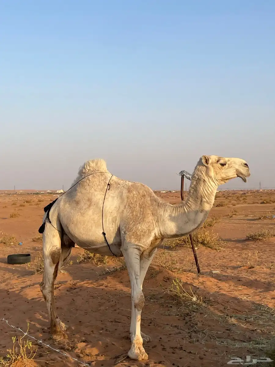 ناقتين وحده خلفه طيبه وحده لقحه ملاقي طيبه 0