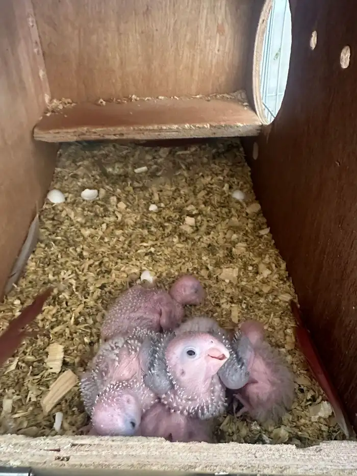 جوز كنيور مع فروخه 2