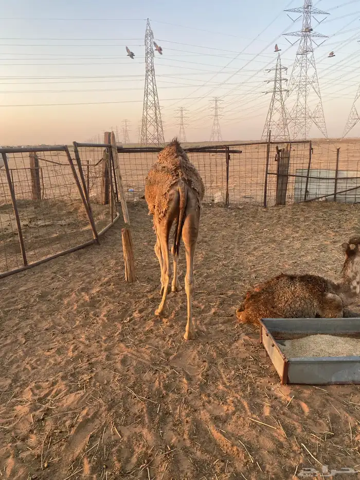 مفروده صفراء للبيع 1