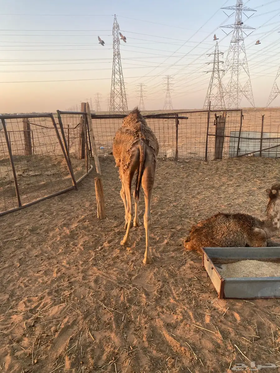 مفروده صفراء للبيع 1