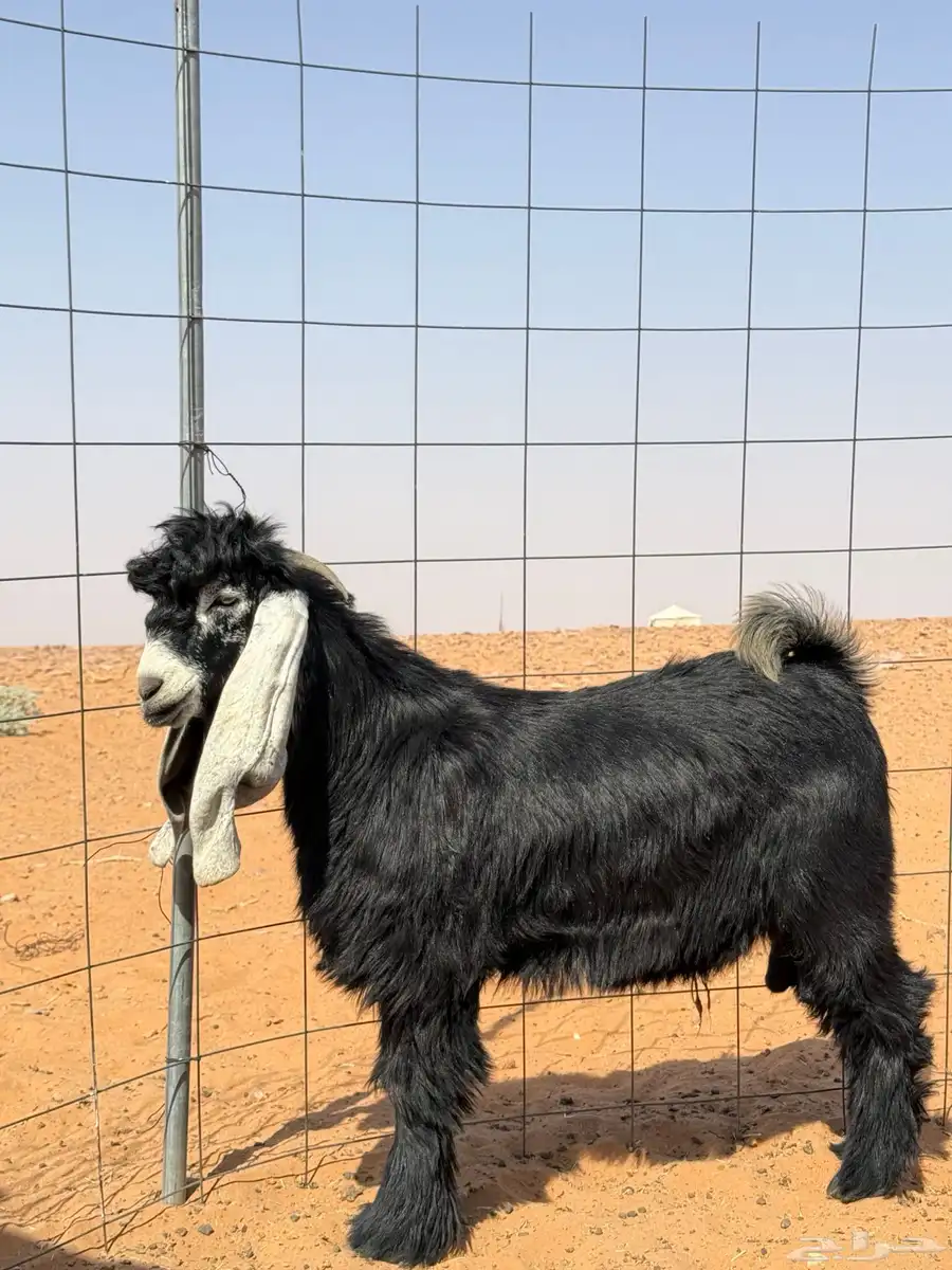 تيوس عوارض مشاريع فحول 2