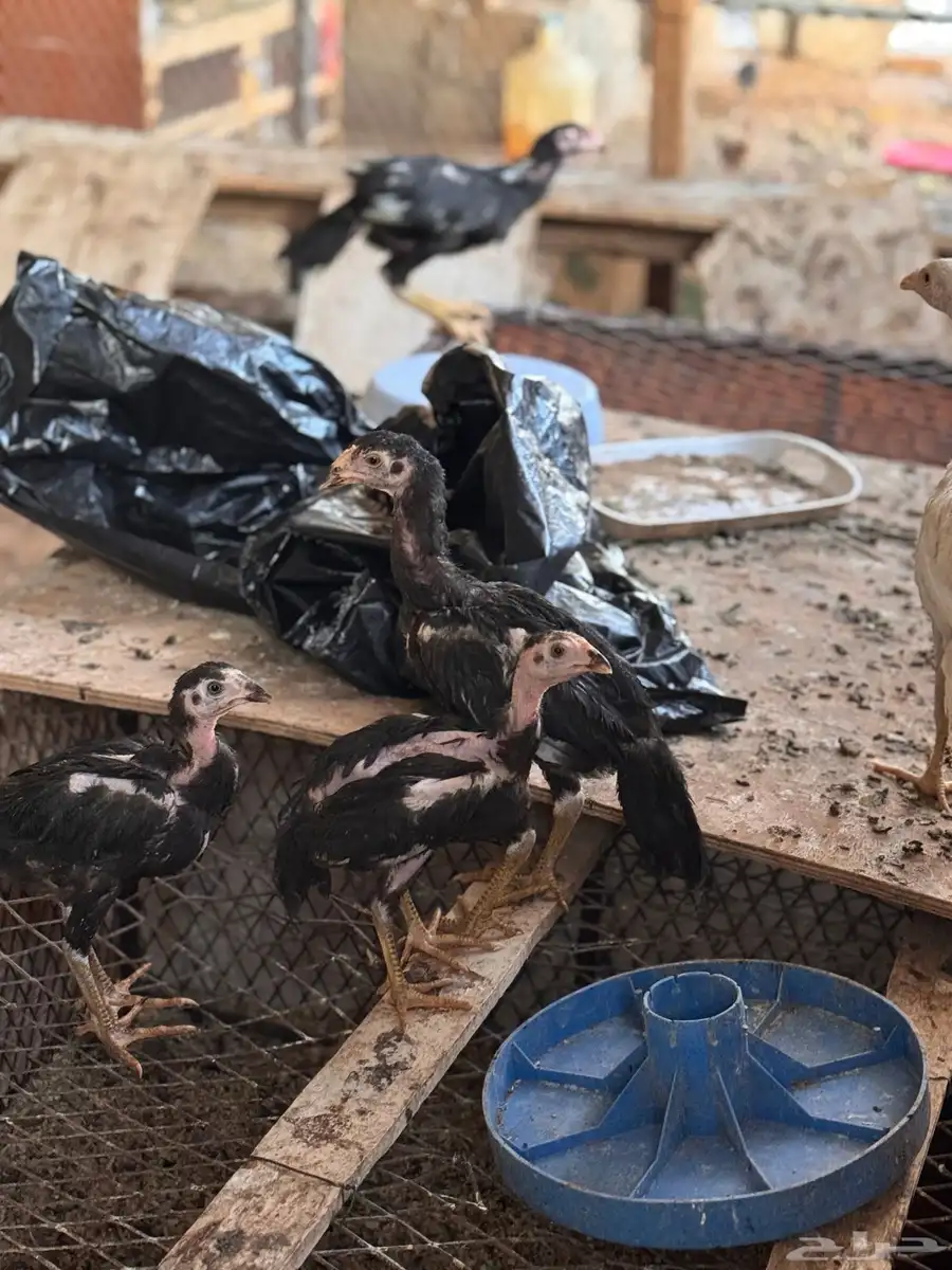 صوص باكستاني اصيل 45