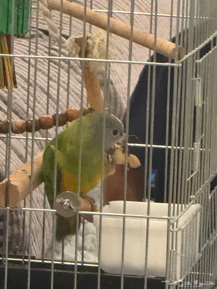 طير سينغالي هدد قمة في الولافة (تم البيع) (تم البيع) 7