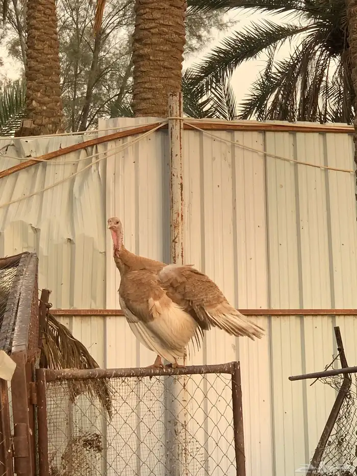 للبيع دجاج رومي بياض 1