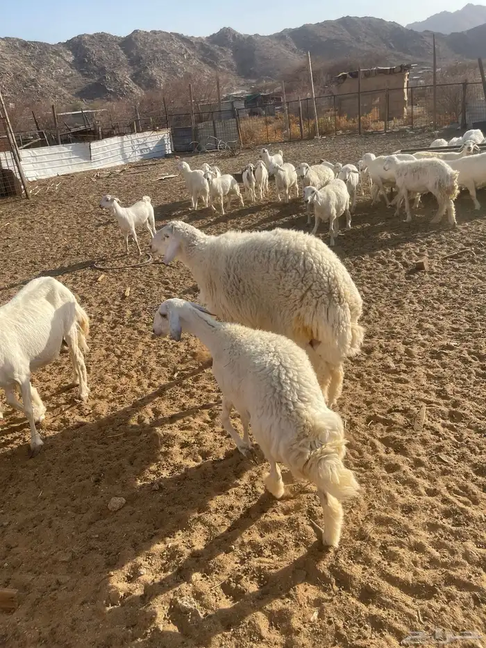 طلي ثني من حلالي غير مشروط جرم وفل شحم 0