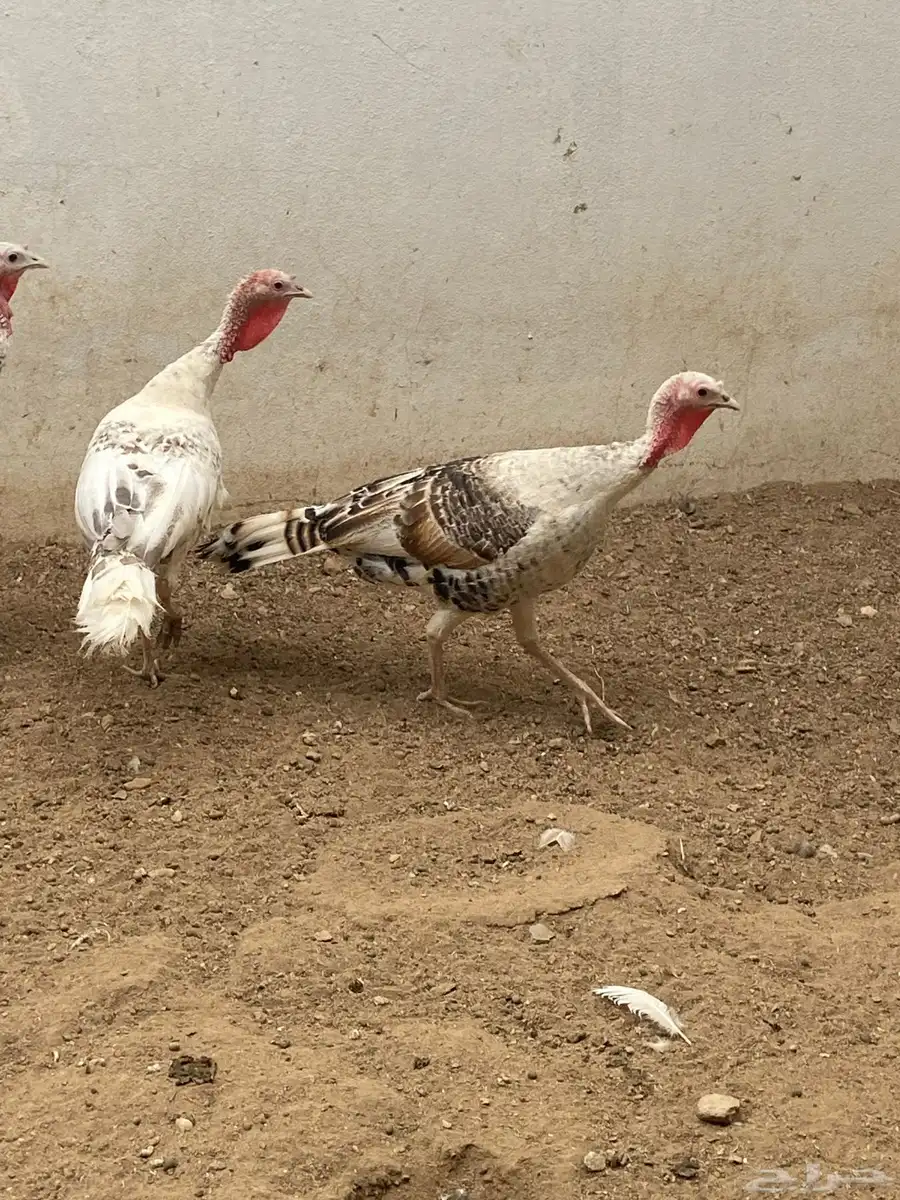 دجاج رومي   فراشه 8