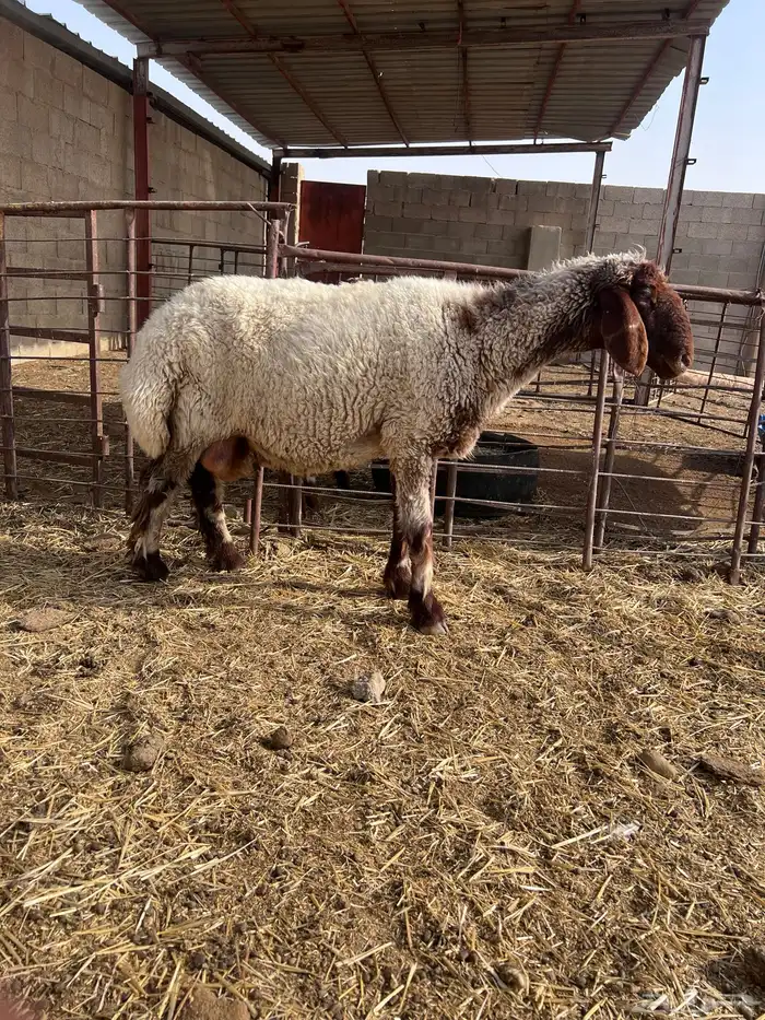نعجه طيبه 3