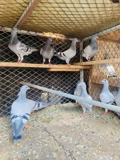 للبيع 10 ازواج طبات زواجل 2