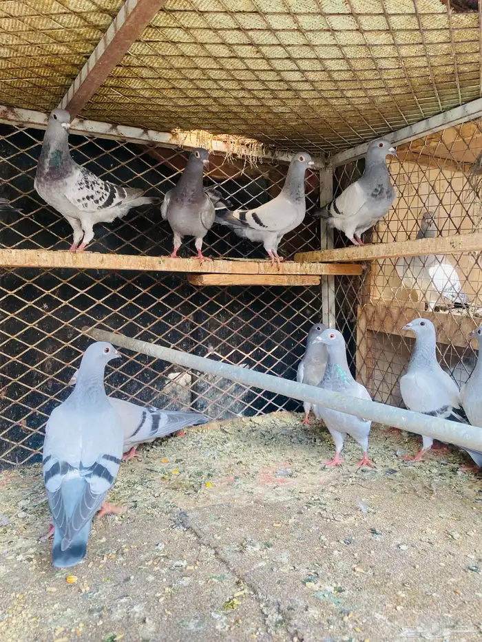 للبيع 10 ازواج طبات زواجل 2