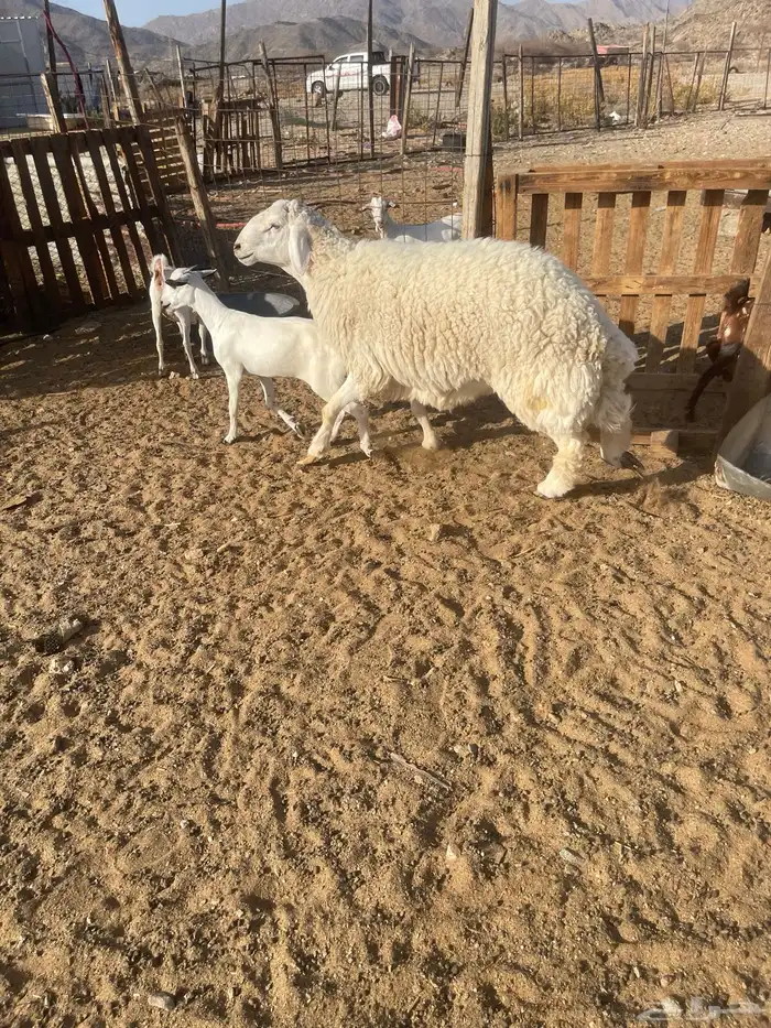 طلي ثني من حلالي غير مشروط جرم وفل شحم 7