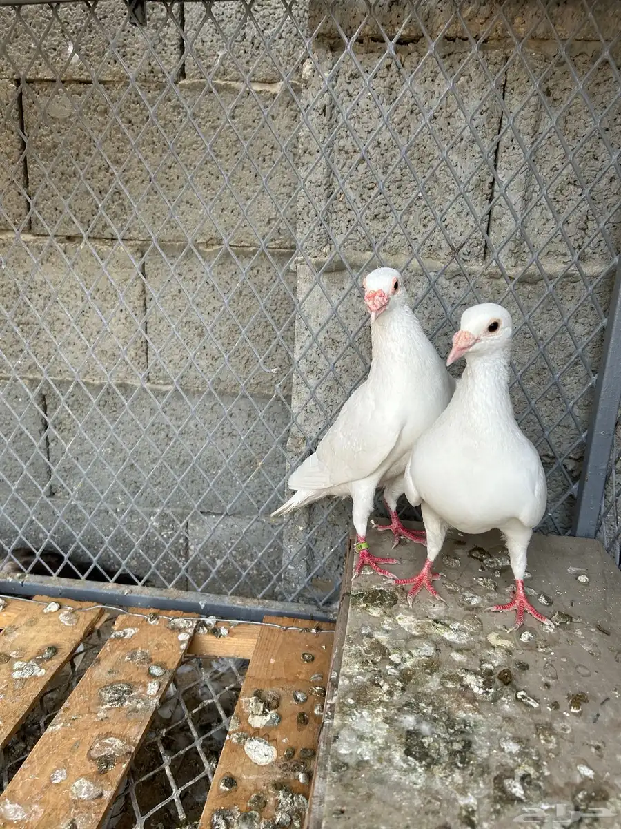 زاجل سباق 4