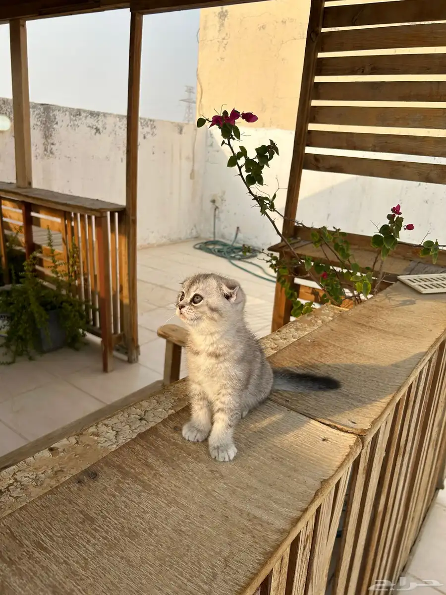 قطط كيتن سكوتش فولد وستريت شورت هيرللبيييع 8