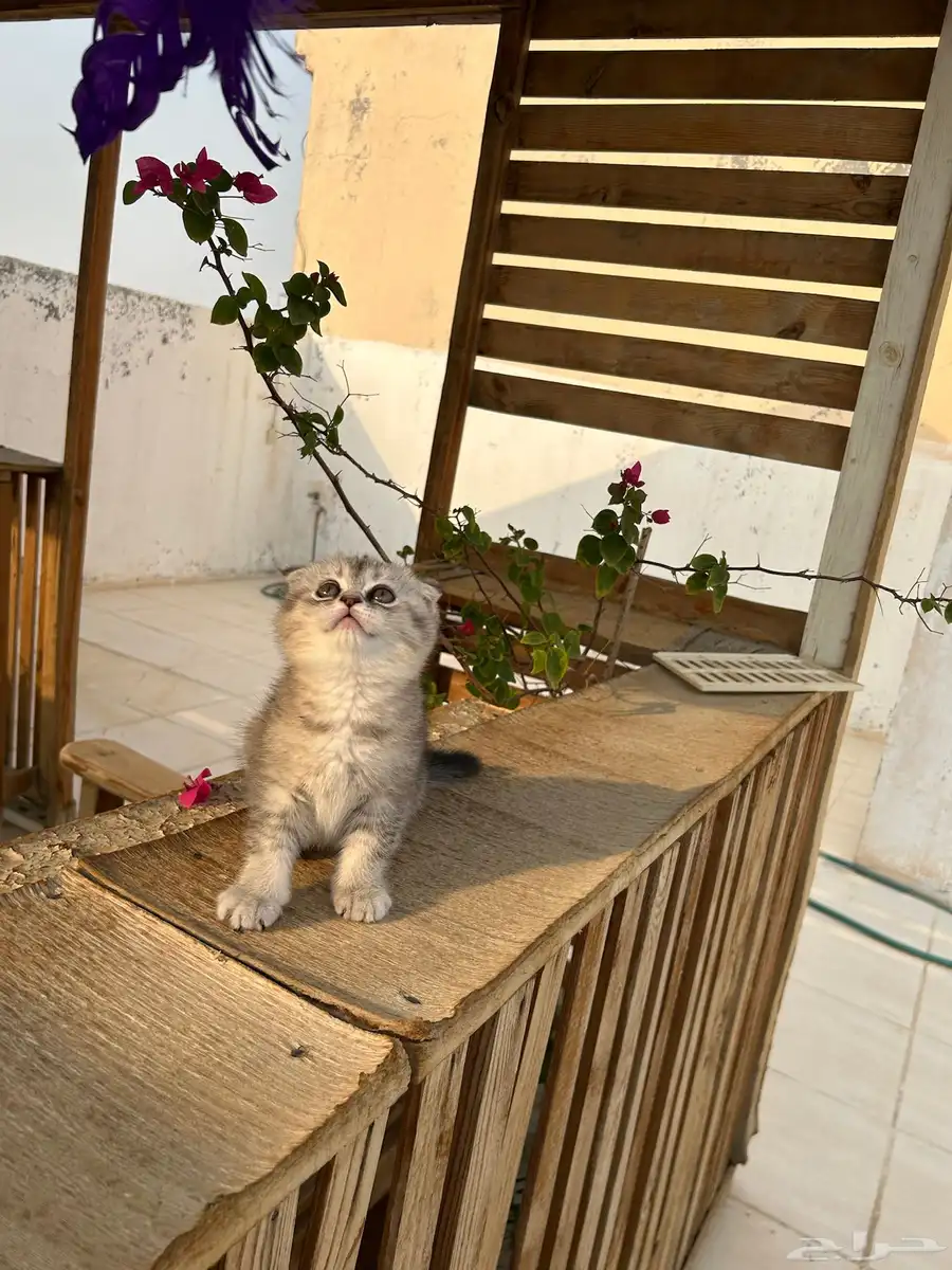 قطط كيتن سكوتش فولد وستريت شورت هيرللبيييع 4