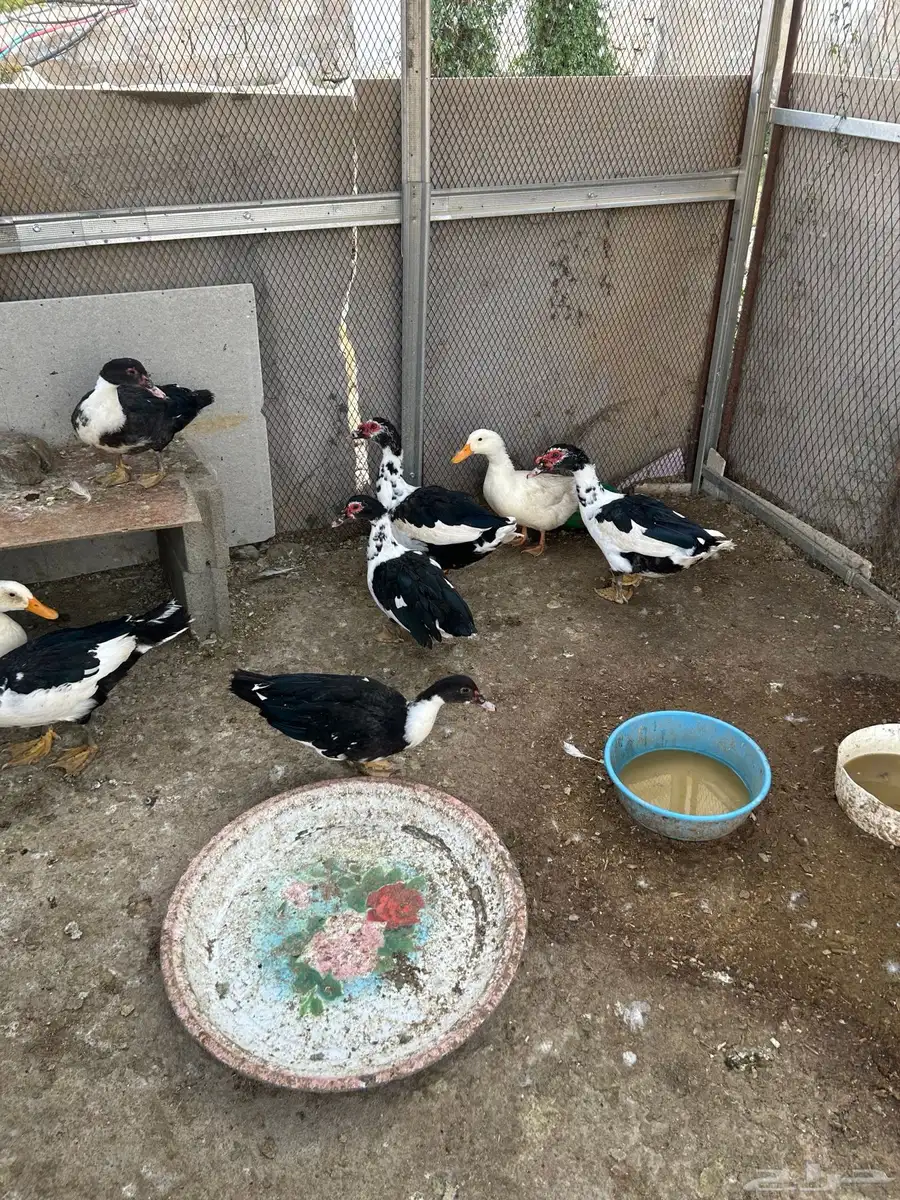 بط شرشري عدد 2 وبط بح عدد سبعه فيها ذكرين 1