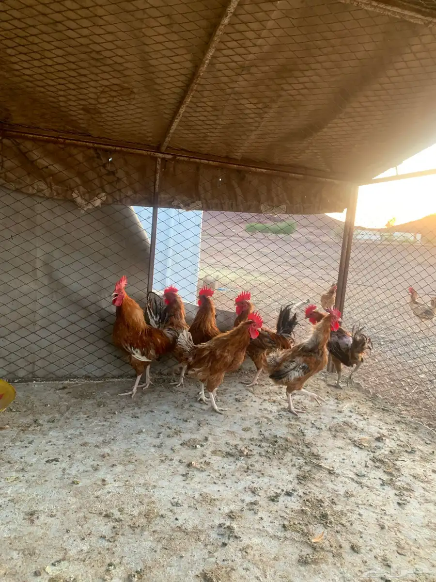 ديكه العدد7 سليمه من الامراض 0