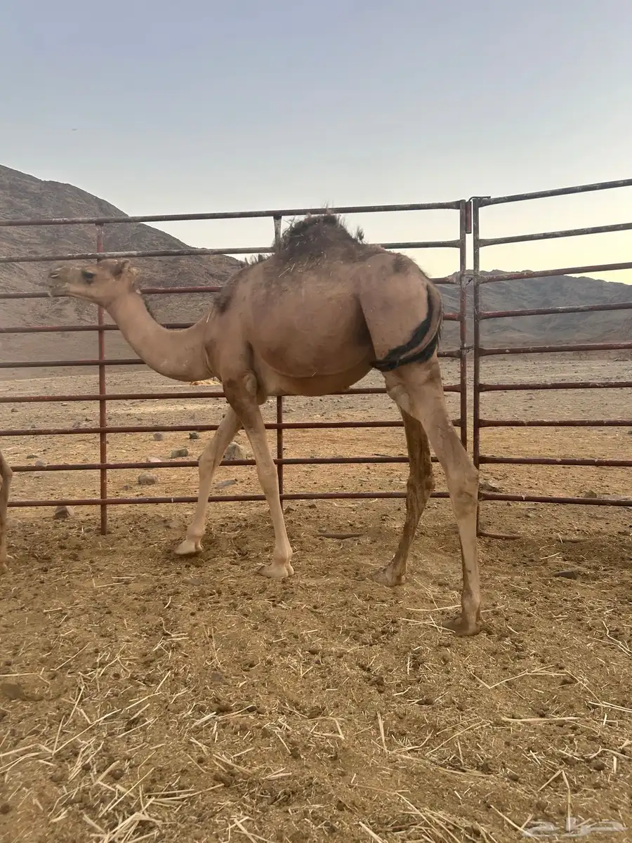 قعدان وبكار للبيع جمله العمر سنه و5شهور 4