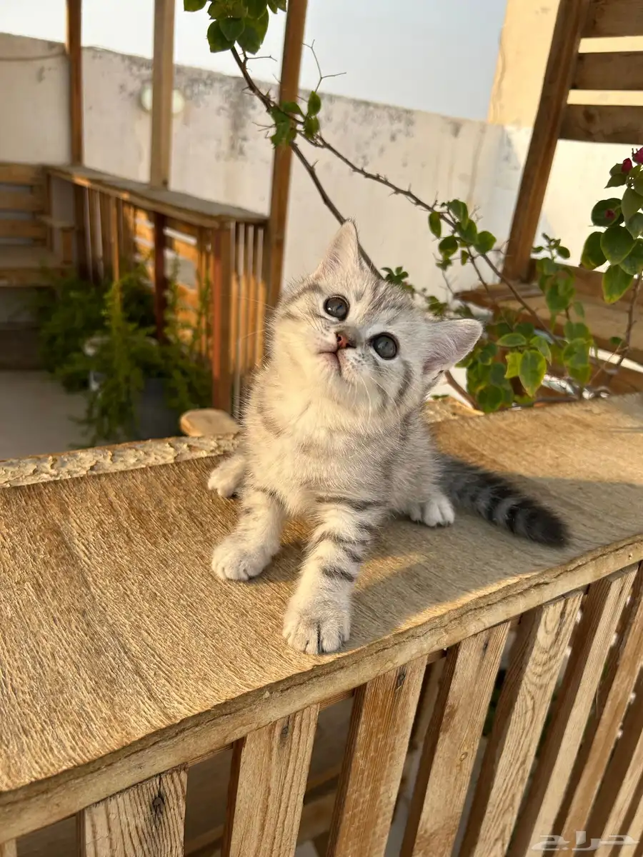 قطط كيتن سكوتش فولد وستريت شورت هيرللبيييع 25