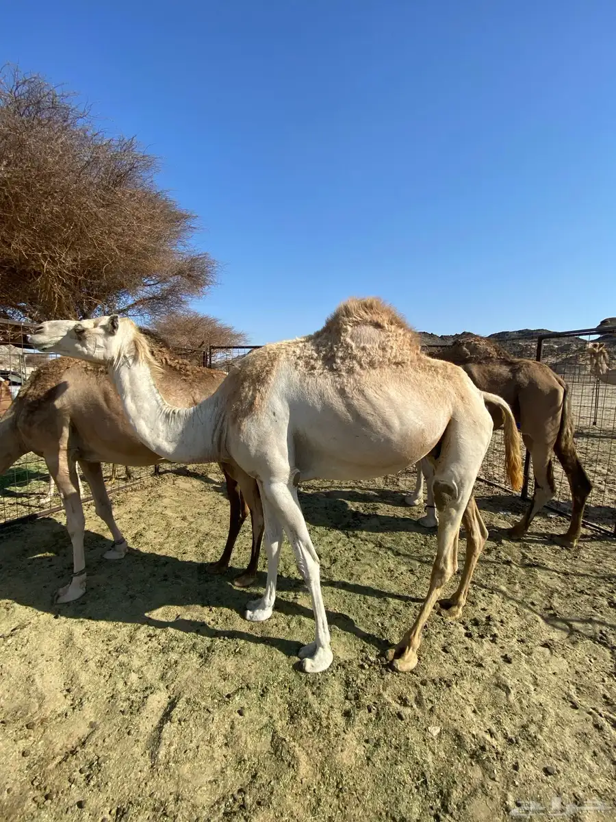 ناقة لقحة 0
