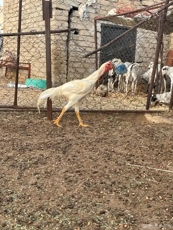 دجاج باكستاني 4