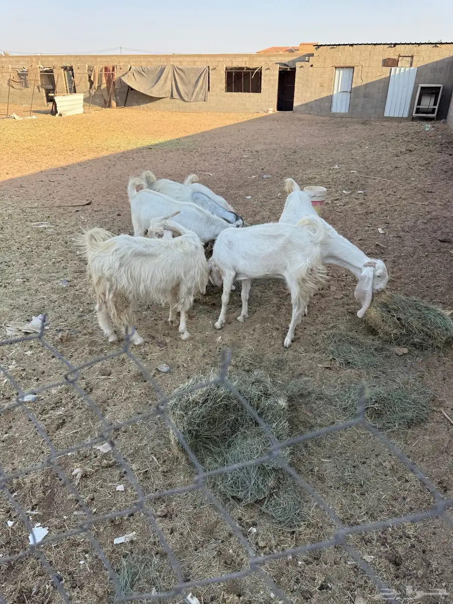 معزا طيبه للبيع 0